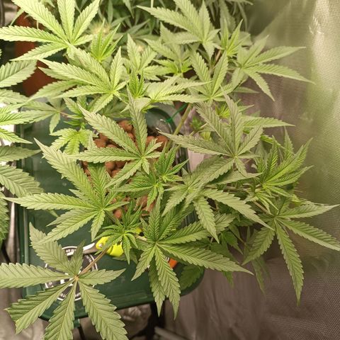 Power Girl 1 growlog photo: PG #2