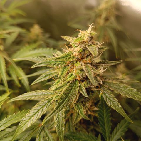 Sour Diesel growlog timeline photo