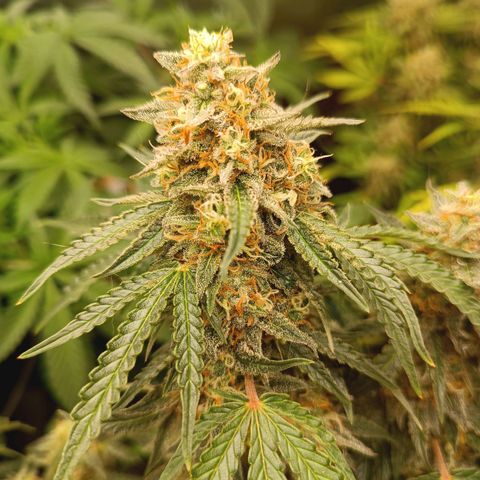 Sour Diesel growlog timeline photo