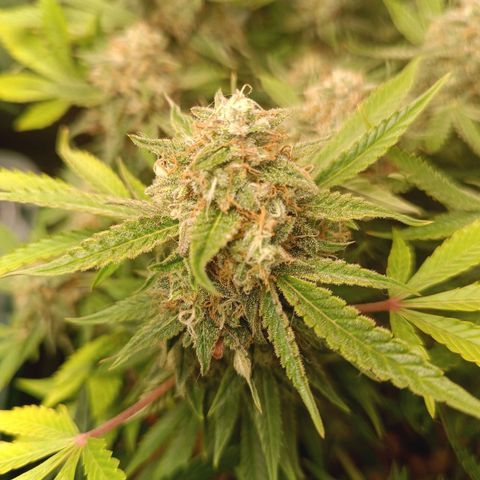 Sour Diesel growlog timeline photo