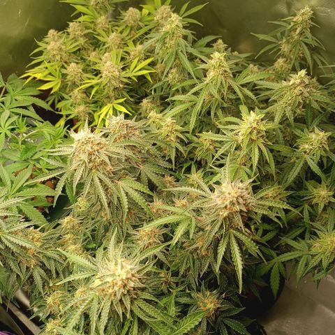 Sour Diesel growlog timeline photo