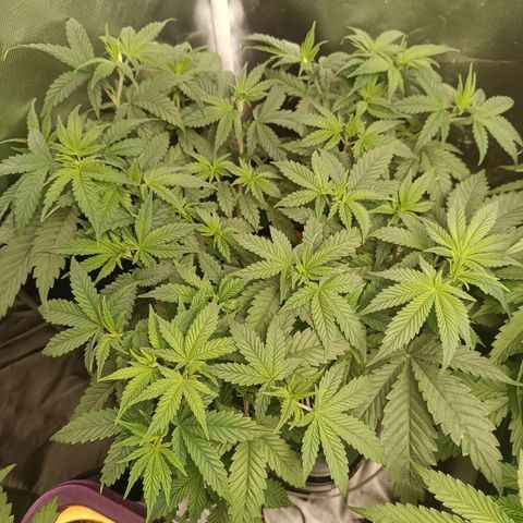 Power Girl 1 growlog photo: #1