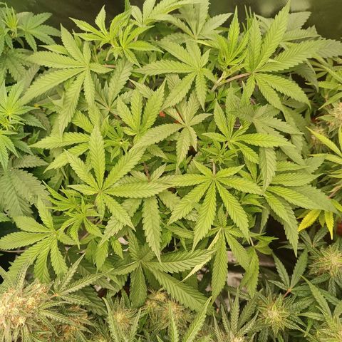 Power Girl 1 growlog photo: #2