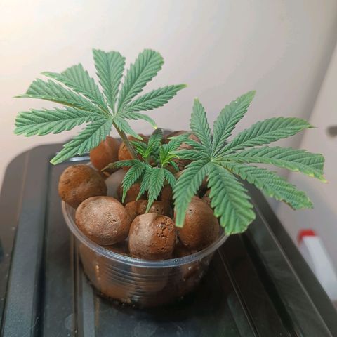 Power Girl 1 growlog photo: Clone #1