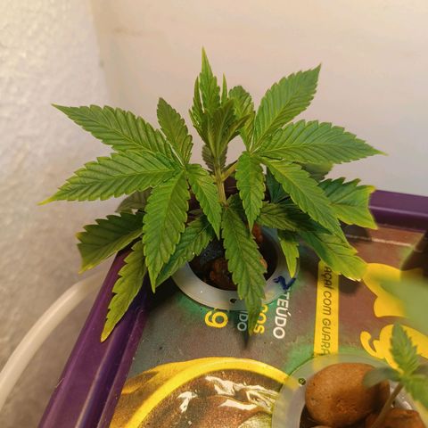 Power Girl 1 growlog photo: Clone #2