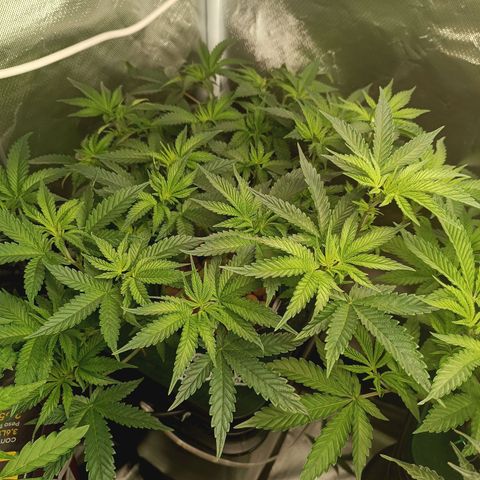 Power Girl 1 growlog timeline photo