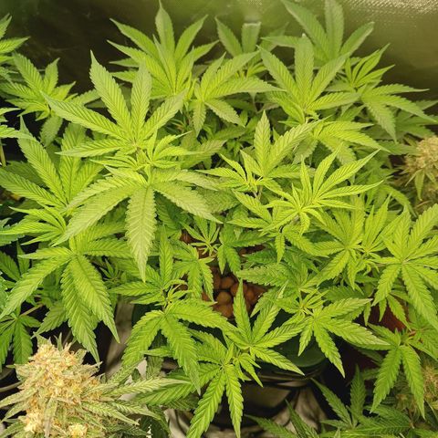 Power Girl 1 growlog timeline photo
