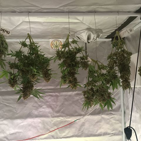 Sour Diesel growlog timeline photo