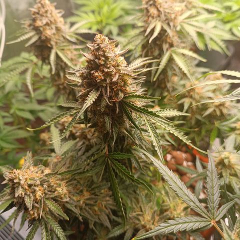 Sour Diesel growlog timeline photo