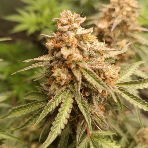 Sour Diesel growlog timeline photo