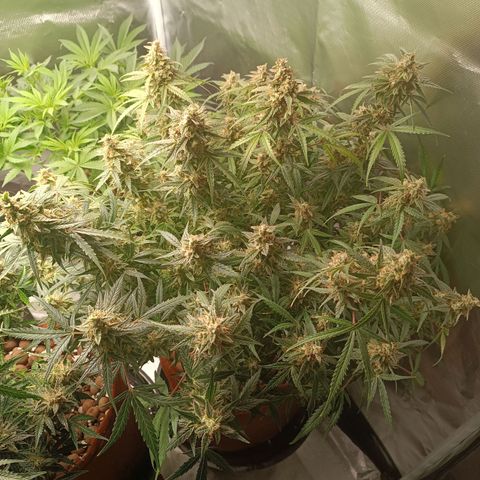 Sour Diesel growlog timeline photo
