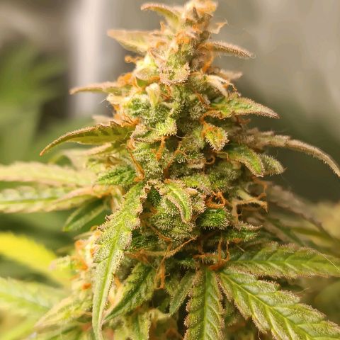 Sour Diesel growlog timeline photo