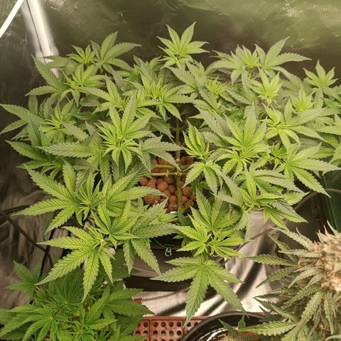 Power Girl 1 growlog photo: #1