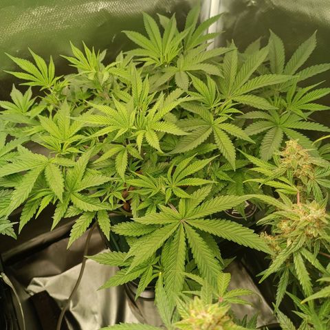 Power Girl 1 growlog photo: #2