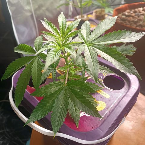 Power Girl 1 growlog photo: Clone #2
