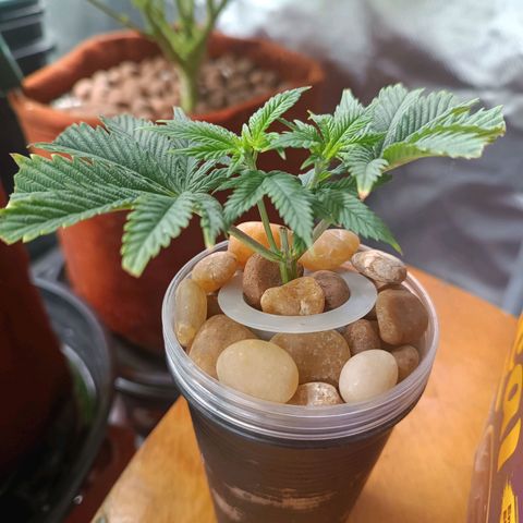 Power Girl 1 growlog photo: Clone #1
