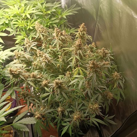 Sour Diesel growlog timeline photo
