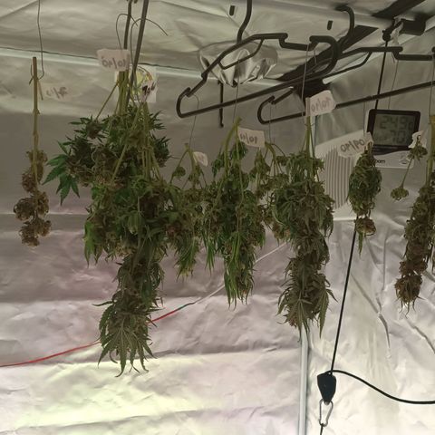 Sour Diesel growlog timeline photo