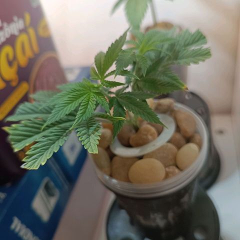 Power Girl 1 growlog timeline photo