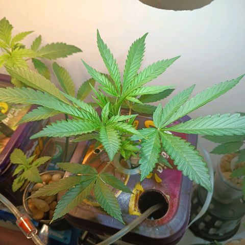 Power Girl 1 growlog timeline photo