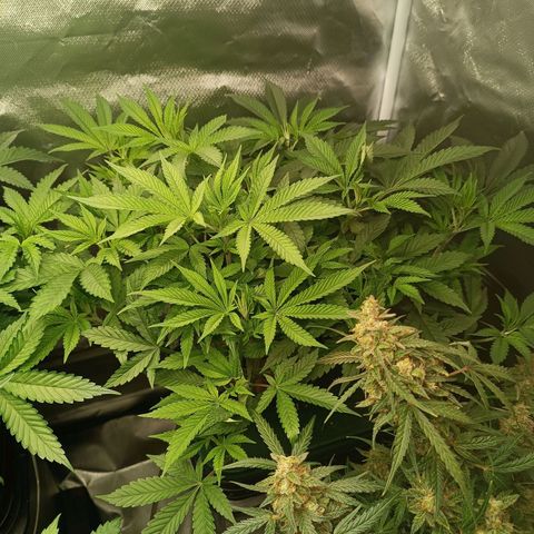 Power Girl 1 growlog timeline photo