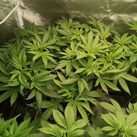 Power Girl 1 growlog timeline photo