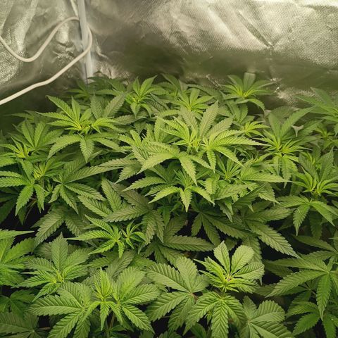Power Girl 1 growlog timeline photo