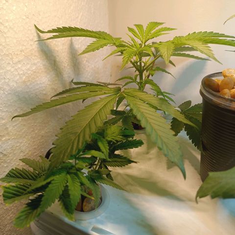 Power Girl 1 growlog timeline photo