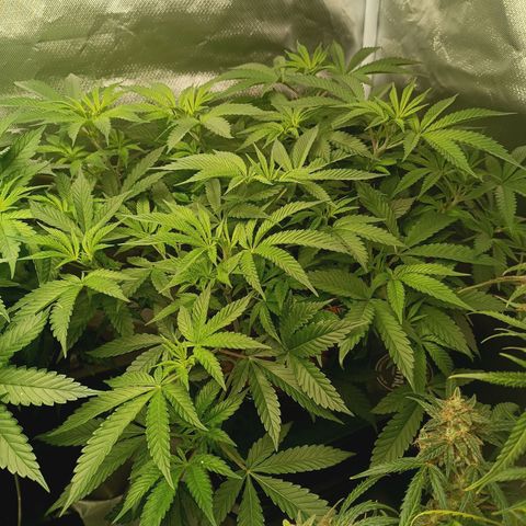Power Girl 1 growlog timeline photo