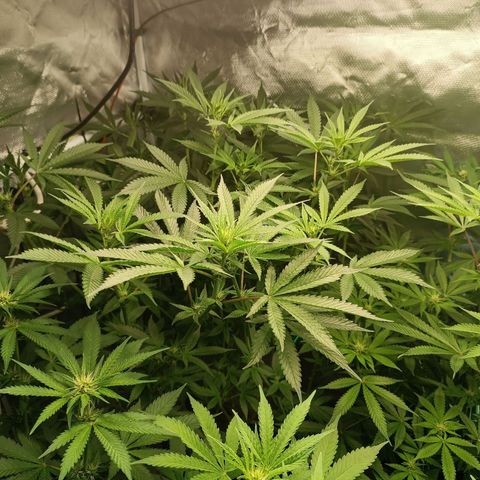 Power Girl 1 growlog timeline photo
