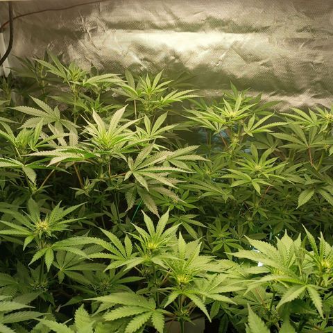 Power Girl 1 growlog timeline photo