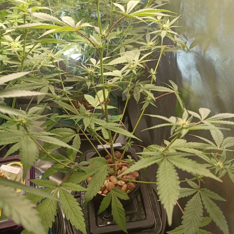 Power Girl 1 growlog timeline photo