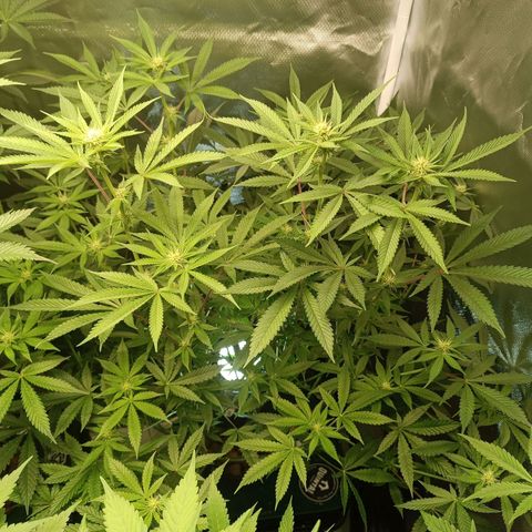 Power Girl 1 growlog timeline photo