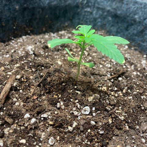 White runtz #1 growlog timeline photo
