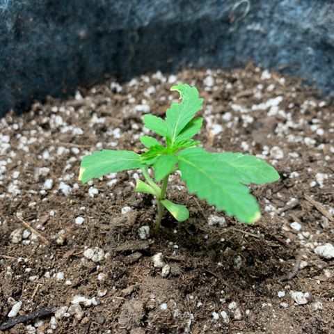 White runtz #1 growlog timeline photo