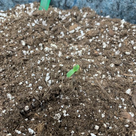 Girl Scout cookies #2 growlog photo