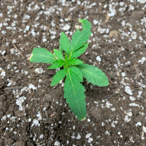 White runtz #1 growlog timeline photo