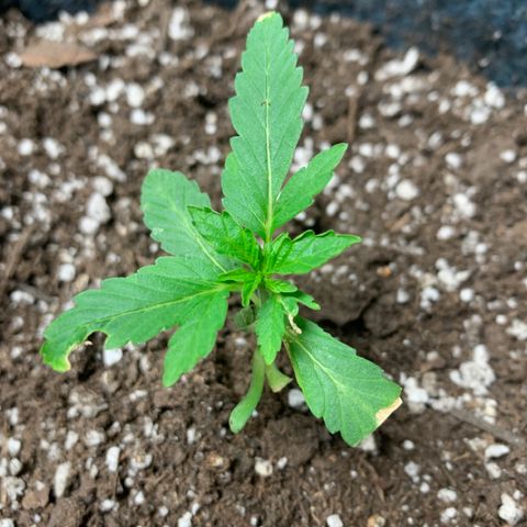 White runtz #1 growlog timeline photo