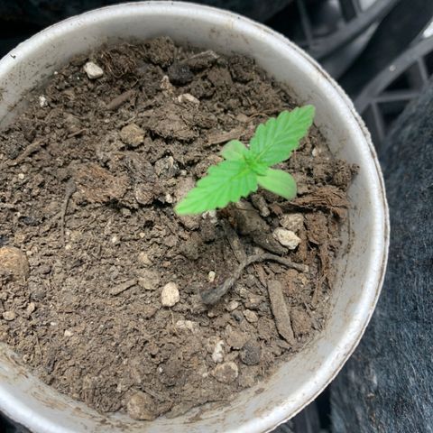 Girl Scout Cookies #1 growlog timeline photo