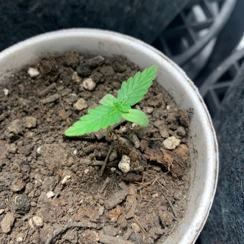 Girl Scout Cookies #1 growlog timeline photo