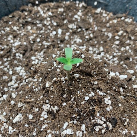 Girl Scout cookies #2 growlog photo