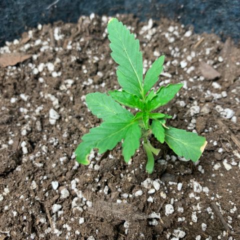 White runtz #1 growlog timeline photo