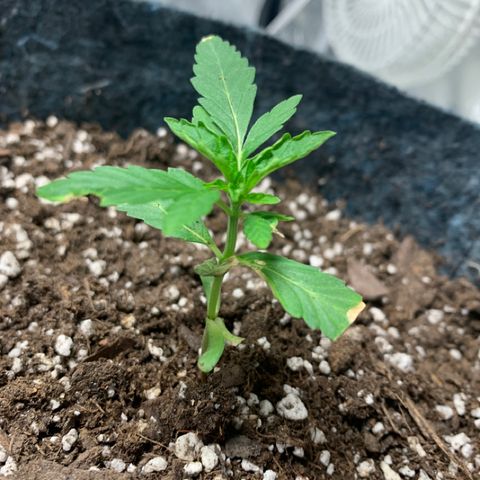White runtz #1 growlog timeline photo