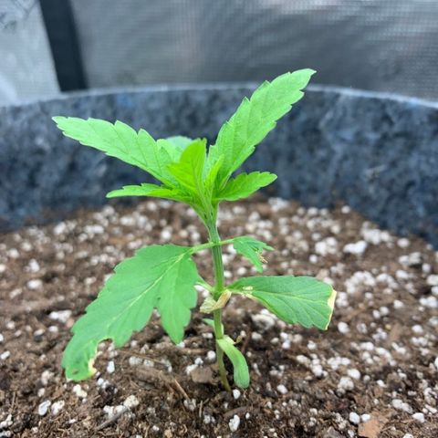 White runtz #1 growlog photo: Clipped leaves from water damage