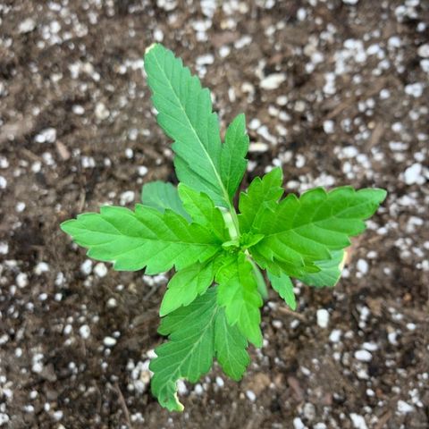 White runtz #1 growlog photo: Clipped leaves from water damage