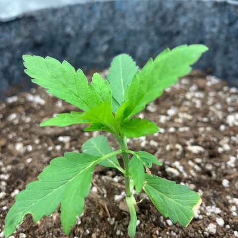 White runtz #1 growlog photo: Clipped leaves from water damage