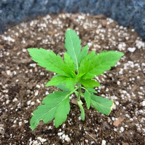 White runtz #1 growlog photo: Clipped leaves from water damage