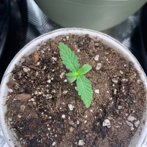 Girl Scout Cookies #1 growlog timeline photo