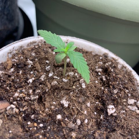 Girl Scout Cookies #1 growlog timeline photo