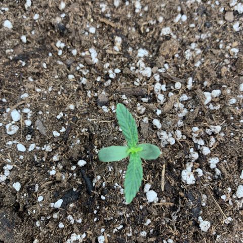 Girl Scout cookies #2 growlog photo